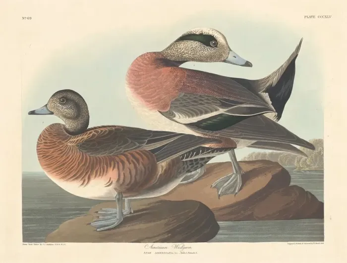 Framed Print : American Widgeon, 1836. Creator: Robert Havell Framed Print : American Widgeon, 1836. Creator: Robert Havell