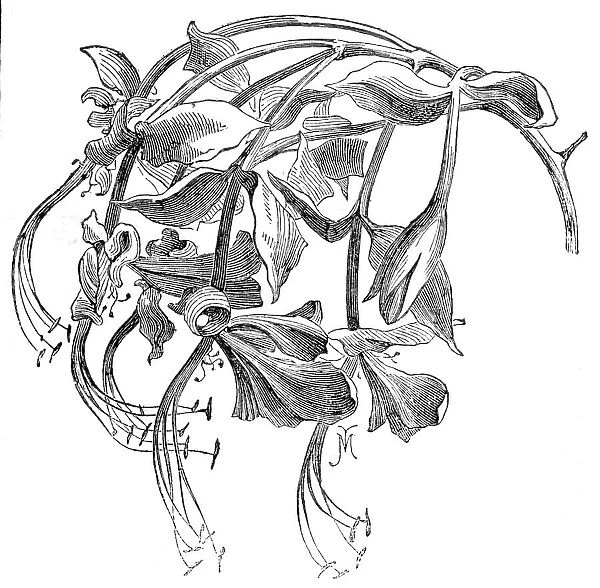 The Amherstia nobilis in flower, 1857. Creator: Unknown