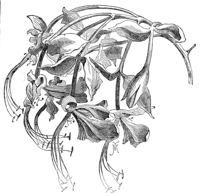 Framed Print : The Amherstia nobilis in flower, 1857. Creator: Unknown Framed Print : The Amherstia nobilis in flower, 1857. Creator: Unknown