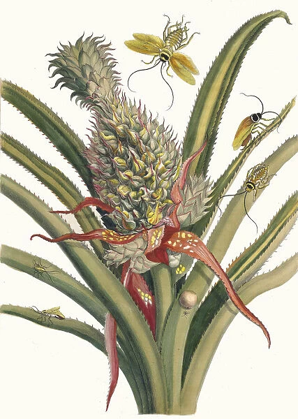 Ananas. From the Book Metamorphosis insectorum Surinamensium, 1705