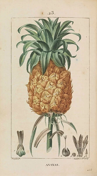 Ananas. Flore medicale, 1814-1820. Creator: Chaumeton