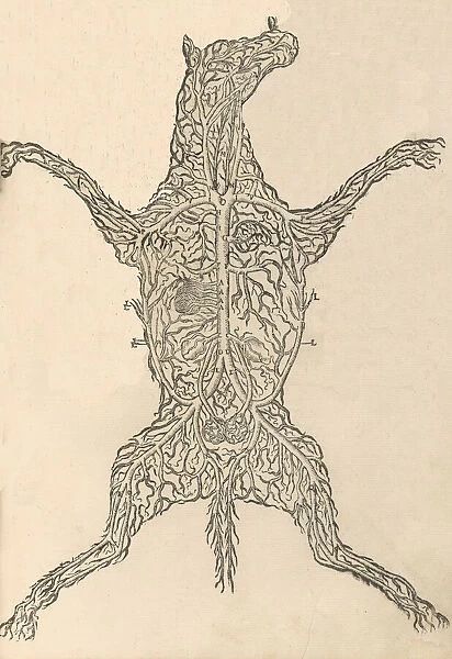 Anatomia del Cavallo. Infirmita del Cavallo, 1602. Creator: Carlo Ruini