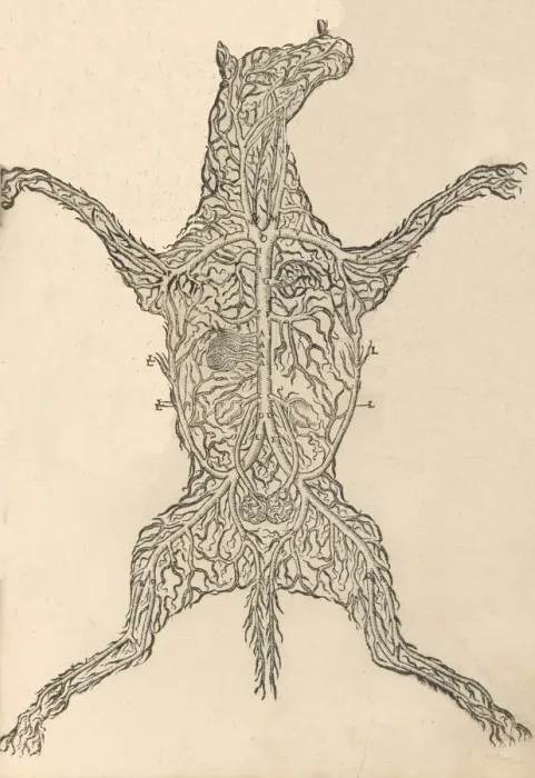 Framed Print : Anatomia del Cavallo. Infirmita del Cavallo, 1602. Creator: Carlo Ruini Framed Print : Anatomia del Cavallo. Infirmita del Cavallo, 1602. Creator: Carlo Ruini