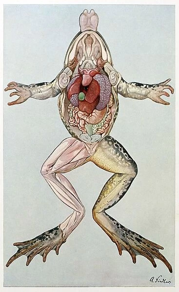 Anatomical Cross Section of a femal frog, from Brehms Tierleben, pub. 1860 s. Creator