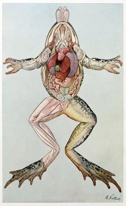 Framed Print : Anatomical Cross Section of a femal frog, from Brehms Tierleben, pub. 1860 s. Creator Framed Print : Anatomical Cross Section of a femal frog, from Brehms Tierleben, pub. 1860 s. Creator