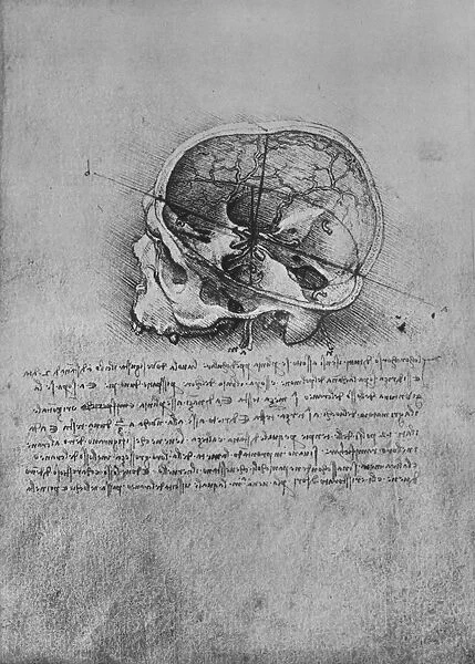 Anatomical Drawing of a Skull to the Left, c1480 (1945). Artist: Leonardo da Vinci