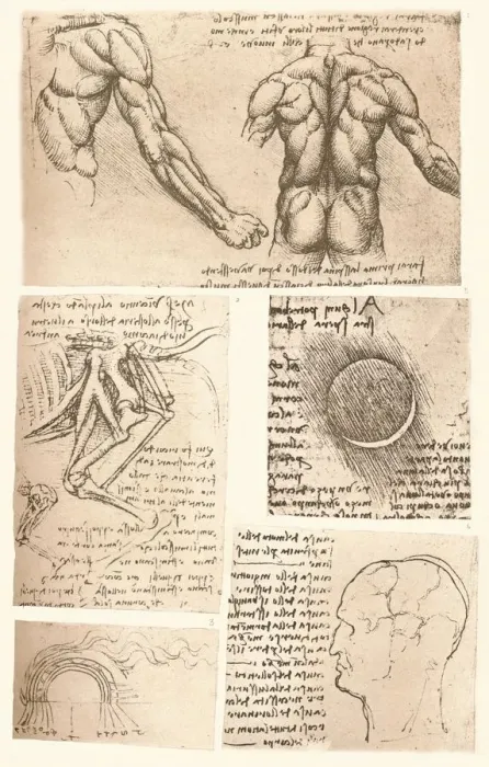 Framed Print : Four anatomical drawings, c1472-c1519 (1883). Artist: Leonardo da Vinci Framed Print : Four anatomical drawings, c1472-c1519 (1883). Artist: Leonardo da Vinci
