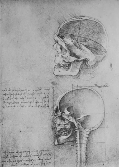 Framed Print : Anatomical Drawings of Two Skulls in Profile to the Left, c1480 (1945). Artist: Leonardo da Vinci Framed Print : Anatomical Drawings of Two Skulls in Profile to the Left, c1480 (1945). Artist: Leonardo da Vinci