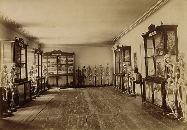 Part of the anatomical museum, 1890. Creator: Unknown