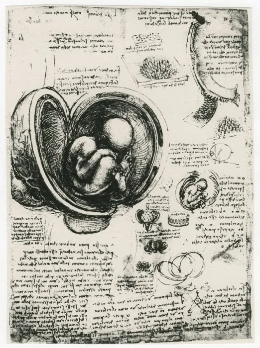 Framed Print : Anatomical sketch of a human foetus in the womb, c1510. Artist: Leonardo da Vinci Framed Print : Anatomical sketch of a human foetus in the womb, c1510. Artist: Leonardo da Vinci