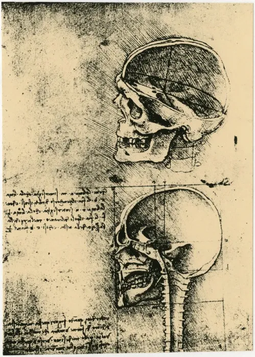 Framed Print : Anatomical sketch; two studies of a human skull, c1489. Artist: Leonardo da Vinci Framed Print : Anatomical sketch; two studies of a human skull, c1489. Artist: Leonardo da Vinci