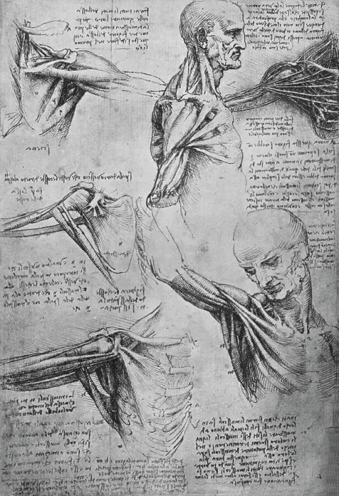 Framed Print : Anatomical Studies of a Mans Neck and Shoulders, c1480 (1945). Artist: Leonardo da Vinci Framed Print : Anatomical Studies of a Mans Neck and Shoulders, c1480 (1945). Artist: Leonardo da Vinci