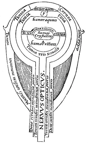 Anatomy of the eye, 1572