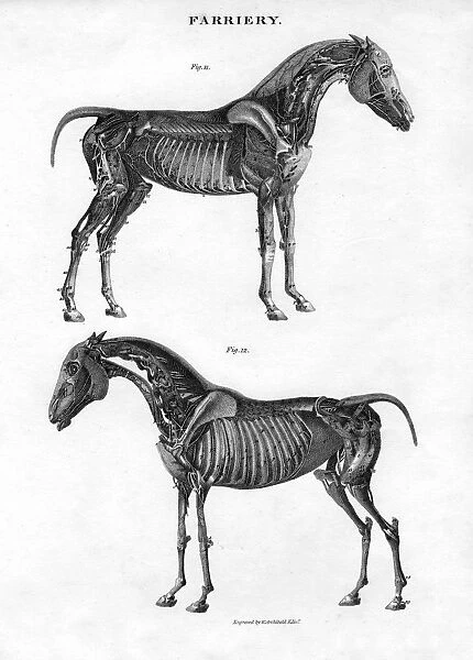 Anatomy of a horse, 19th century. Artist: Archibald Webb