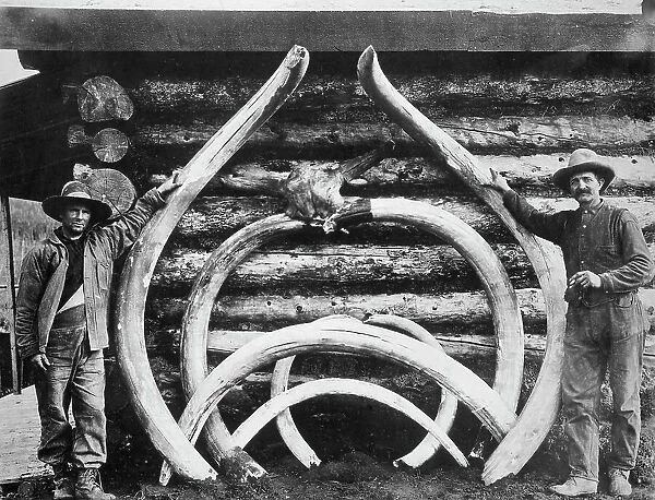 Ancient bones of mastodons, between c1900 and c1930. Creator: Unknown
