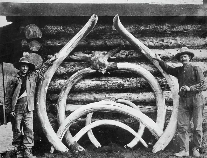 Framed Print : Ancient bones of mastodons, between c1900 and c1930. Creator: Unknown Framed Print : Ancient bones of mastodons, between c1900 and c1930. Creator: Unknown