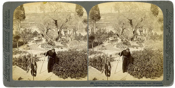 Ancient olive trees in the Garden of Gethsemane, near Jerusalem, Palestine, 1905. Artist: Underwood & Underwood