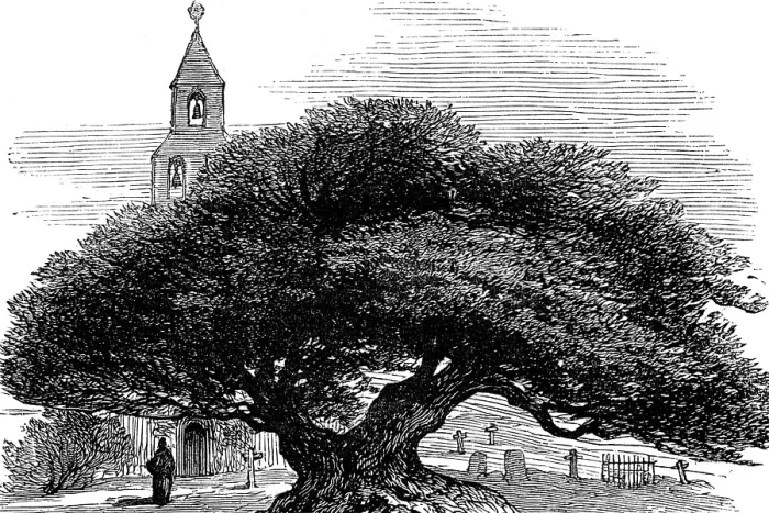 Framed Print : Ancient yew in Buckland Churchyard, Kent, 1880. Creator: Unknown Framed Print : Ancient yew in Buckland Churchyard, Kent, 1880. Creator: Unknown