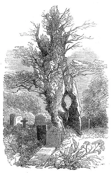 Ancient yew-tree at Palmerston, 1864. Creator: Unknown
