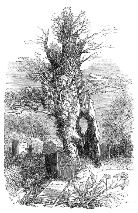 Framed Print : Ancient yew-tree at Palmerston, 1864. Creator: Unknown Framed Print : Ancient yew-tree at Palmerston, 1864. Creator: Unknown