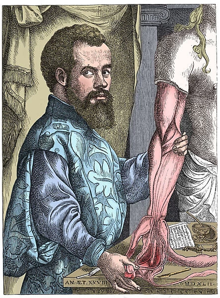 Andreas Vesalius, 16th century Flemish anatomist