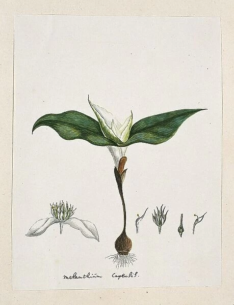 Androcymbium capense (L.) Krause. 1777-1786. Creator: Robert Jacob Gordon