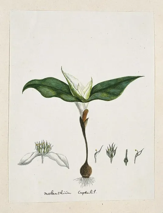 Framed Print : Androcymbium capense (L.) Krause. 1777-1786. Creator: Robert Jacob Gordon Framed Print : Androcymbium capense (L.) Krause. 1777-1786. Creator: Robert Jacob Gordon