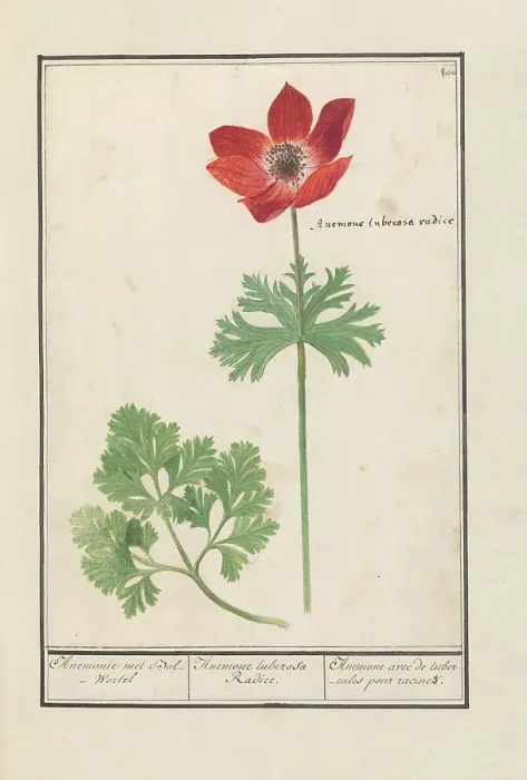 Framed Print : Anemone, 1596-1610. Creators: Anselmus de Boodt, Elias Verhulst