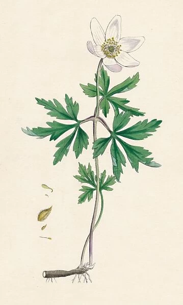 Anemone nemorosa. Wood anemone, 19th Century