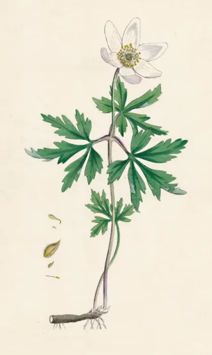 Framed Print : Anemone nemorosa. Wood anemone, 19th Century Framed Print : Anemone nemorosa. Wood anemone, 19th Century