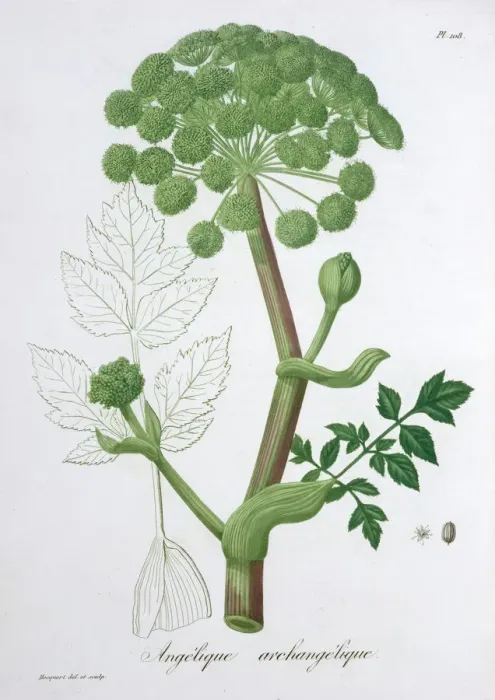 Framed Print : Angelica Archangelica (Garden Angelica), 1821. Artist: LFJ Hoquart Framed Print : Angelica Archangelica (Garden Angelica), 1821. Artist: LFJ Hoquart
