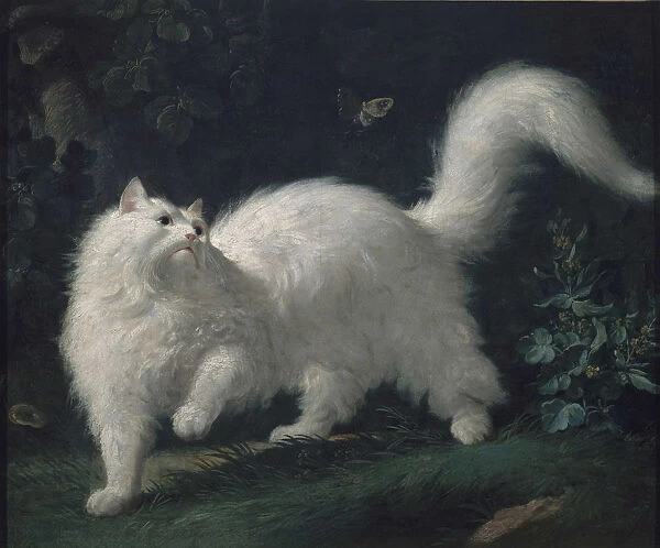 Angora cat chasing a butterfly, ca 1760. Creator: Bachelier, Jean-Jacques (1724-1806)
