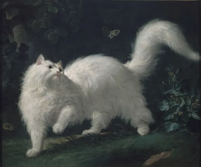 Framed Print : Angora cat chasing a butterfly, ca 1760. Creator: Bachelier, Jean-Jacques (1724-1806) Framed Print : Angora cat chasing a butterfly, ca 1760. Creator: Bachelier, Jean-Jacques (1724-1806)