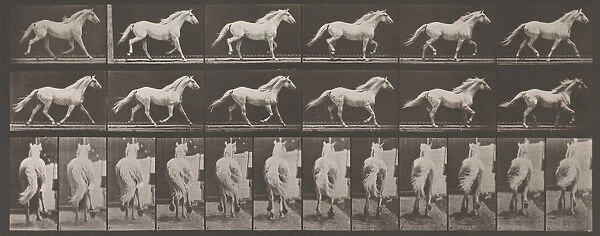 Animal Locomotion. An Electro-Photographic Investigation of Consecutive Phases of Animal