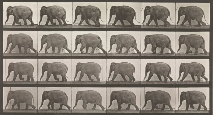 Framed Print : Animal Locomotion. An Electro-Photographic Investigation of Consecutive Phases of Animal Framed Print : Animal Locomotion. An Electro-Photographic Investigation of Consecutive Phases of Animal