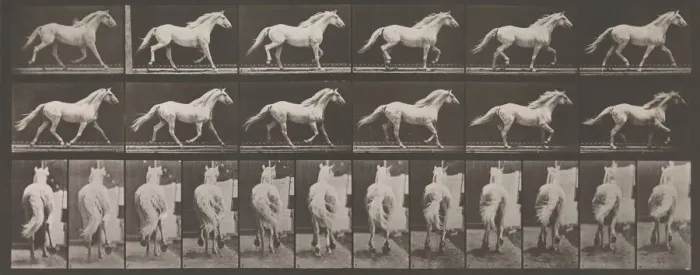 Framed Print : Animal Locomotion. An Electro-Photographic Investigation of Consecutive Phases of Animal Framed Print : Animal Locomotion. An Electro-Photographic Investigation of Consecutive Phases of Animal
