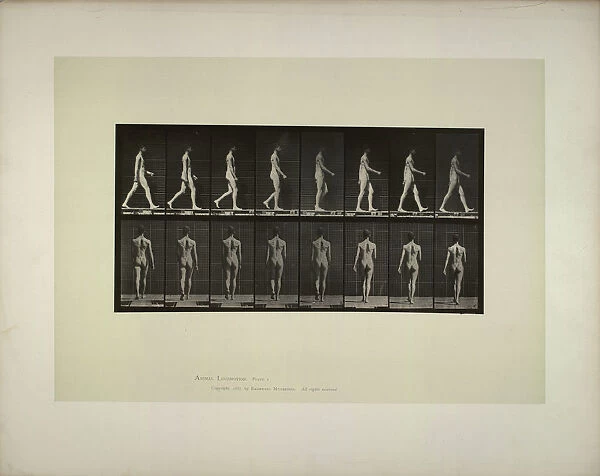 Animal locomotion: males (pelvis cloth), 1887. Creator: Muybridge, Eadweard (1830-1904)