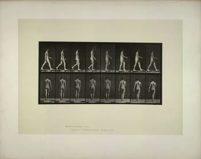 Framed Print : Animal locomotion: males (pelvis cloth), 1887. Creator: Muybridge, Eadweard (1830-1904) Framed Print : Animal locomotion: males (pelvis cloth), 1887. Creator: Muybridge, Eadweard (1830-1904)