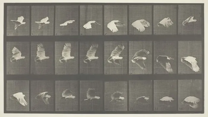Framed Print : Animal Locomotion, Plate 758, 1887. Creator: Eadweard J Muybridge Framed Print : Animal Locomotion, Plate 758, 1887. Creator: Eadweard J Muybridge