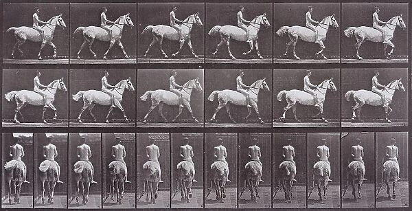 Animal Locomotion, Printed 1887. Creator: Eadweard J Muybridge