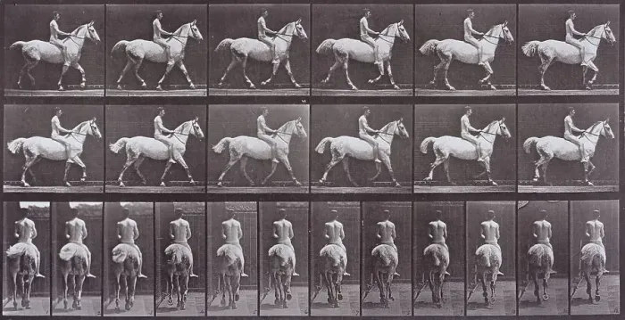 Framed Print : Animal Locomotion, Printed 1887. Creator: Eadweard J Muybridge