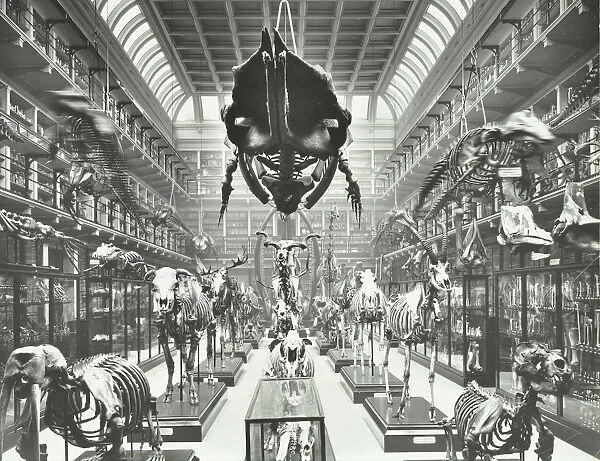 Animal skeletons at the Royal College of Surgeons, Westminster, London, 1911
