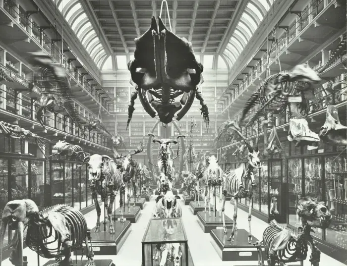 Framed Print : Animal skeletons at the Royal College of Surgeons, Westminster, London, 1911 Framed Print : Animal skeletons at the Royal College of Surgeons, Westminster, London, 1911