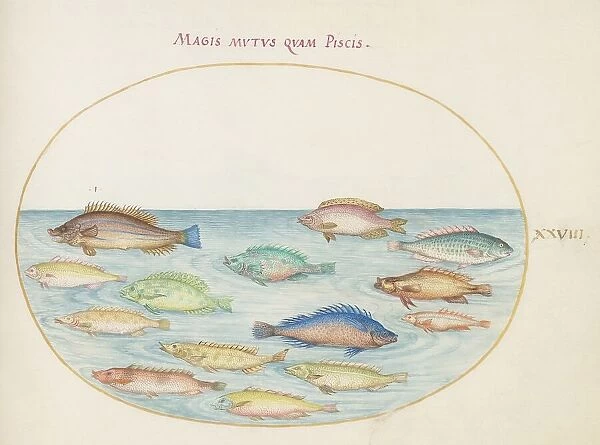 Animalia Aqvatilia et Cochiliata (Aqva): Plate XXVIII, c. 1575 / 1580. Creator: Joris Hoefnagel