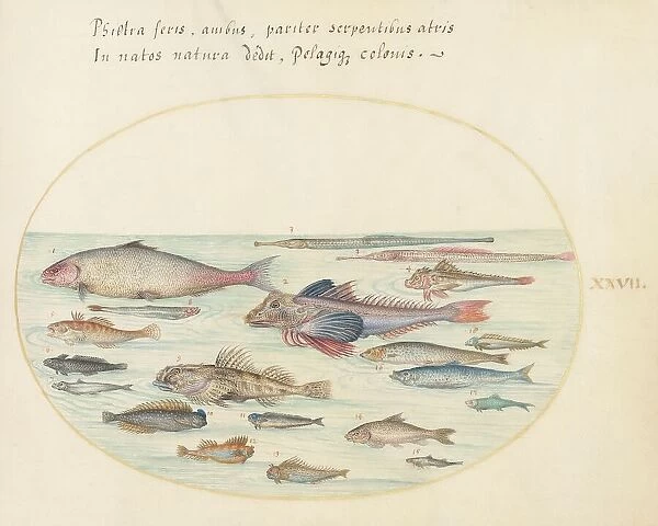 Animalia Aqvatilia et Cochiliata (Aqva): Plate XXVII, c. 1575 / 1580. Creator: Joris Hoefnagel