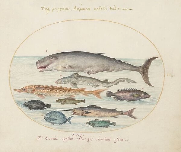 Animalia Aqvatilia et Cochiliata (Aqva): Plate II, c. 1575 / 1580. Creator: Joris Hoefnagel