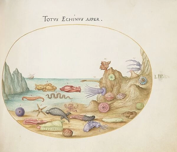 Animalia Aqvatilia et Cochiliata (Aqva): Plate LIV, c. 1575 / 1580. Creator: Joris Hoefnagel