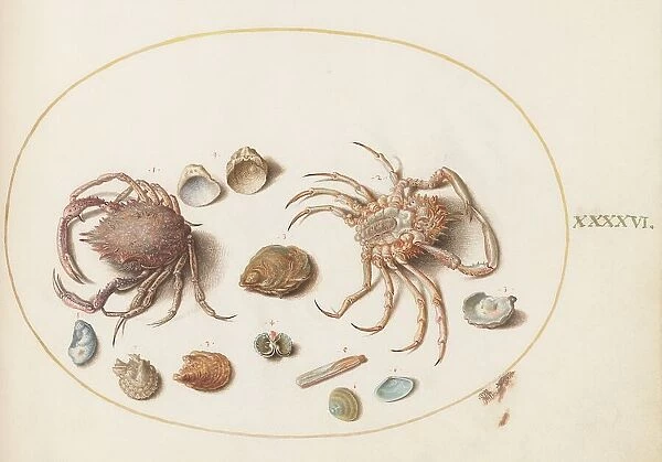 Animalia Aqvatilia et Cochiliata (Aqva): Plate XLVI, c. 1575 / 1580. Creator: Joris Hoefnagel