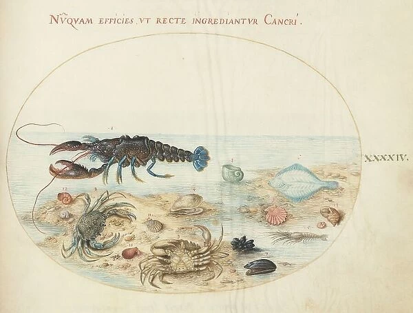 Animalia Aqvatilia et Cochiliata (Aqva): Plate XLIV, c. 1575 / 1580. Creator: Joris Hoefnagel