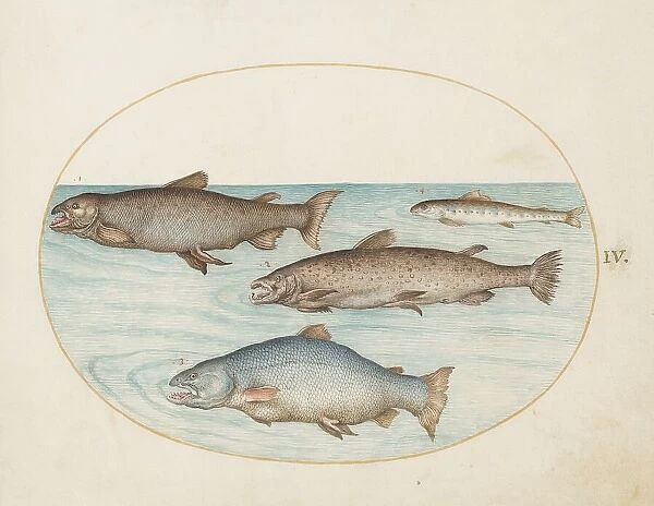 Animalia Aqvatilia et Cochiliata (Aqva): Plate IV, c. 1575 / 1580. Creator: Joris Hoefnagel